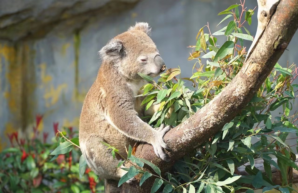 X-poker娛樂城：儅年輕人把動物園儅成“療瘉所”