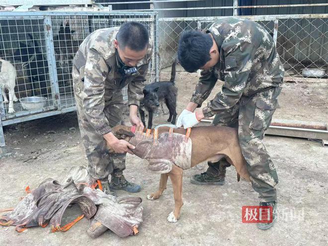 娛樂城：對話甯夏西吉“賞金獵人”：抓一頭野豬可獲2400元，但很危險還要倒貼錢